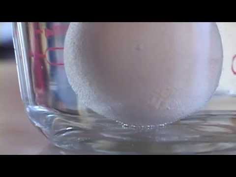 DIY Science Experiments: Soft Shell Egg // Lesson 13 // Part 2