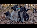 5 Puppies and Mom Eat Leaves to Survive in Cold Park