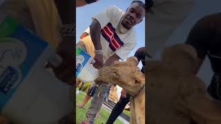 Dababy feeds a lion ? | #shorts #dababy #entertainment