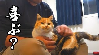 Did the stray cat miss her new owner after being away for two weeks?