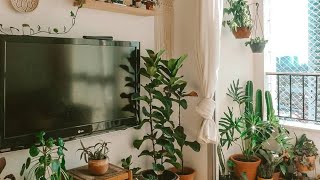 12 Plantas Lindas Para Sua Sala  - maneiras de decorar com naturalidade e frescor