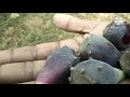 नागफनी  ऐसा गुणकारी और चमत्कारी फल /cactus fruit // के सेवन से आप सभी दुख हो दूर 🌱 //