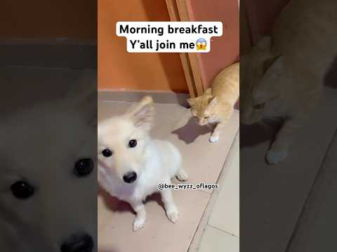 Y All Please Subscribe Bee Wyzz Oflagos