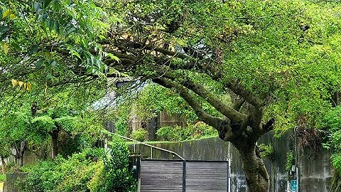 giảng giải về kinh dược sư 1