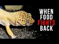 When Feeder Insects Fight Back 😳 | FEEDING LEOPARD GECKOS
