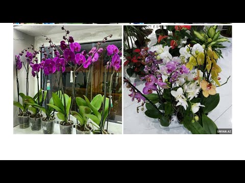 Azər Qurbanov/ Orxideya qulluq qaydaları/Orkida / Arxideya / Orchids Орхидея/ Garden plants