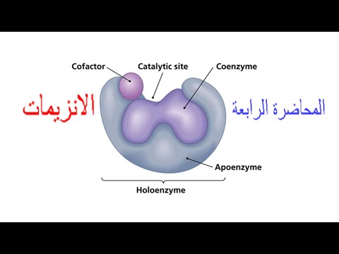 فيديو: هل يحلل الأميليز الدكسترين؟