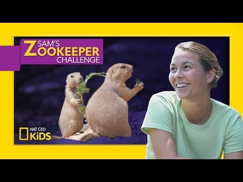 cute-and-cuddly-prairie-dogs-|-sam's-zookeeper-challenge