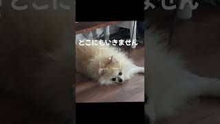 #ぽめらにあん #可愛い #小型犬のいる生活 #ポメラニアンが世界一かわいい #癒し #ポメラニアンのいる生活 #ポメラニアン #かわいい #犬のいる生活