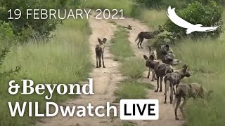 WILDwatch Live | 19 February, 2021 | Morning Safari | South Africa