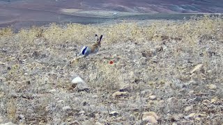 Aksiyon Dolu Keklik Tavşan Avı