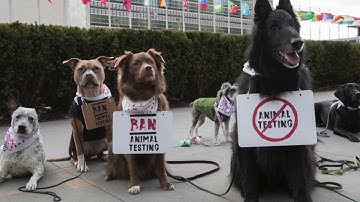 English 102 Public Argument Video