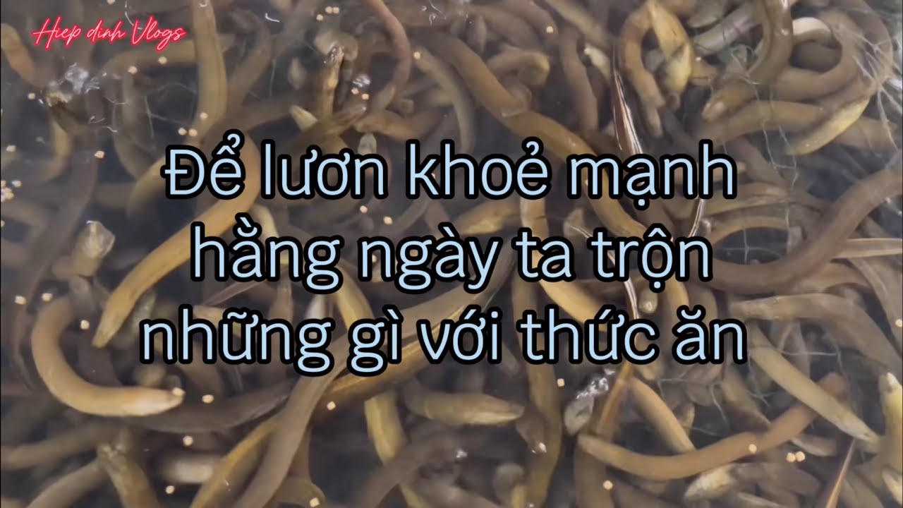 Để cho lươn khoẻ mạnh hằng ngày ta trộn những gì với thức ăn #nuoiluonkhongbun #nuoitrongthuysan