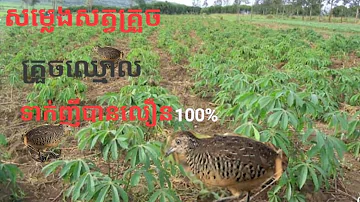 សម្លេងសត្វគ្រួចឈ្មោល ទាក់ញីបានលឿន