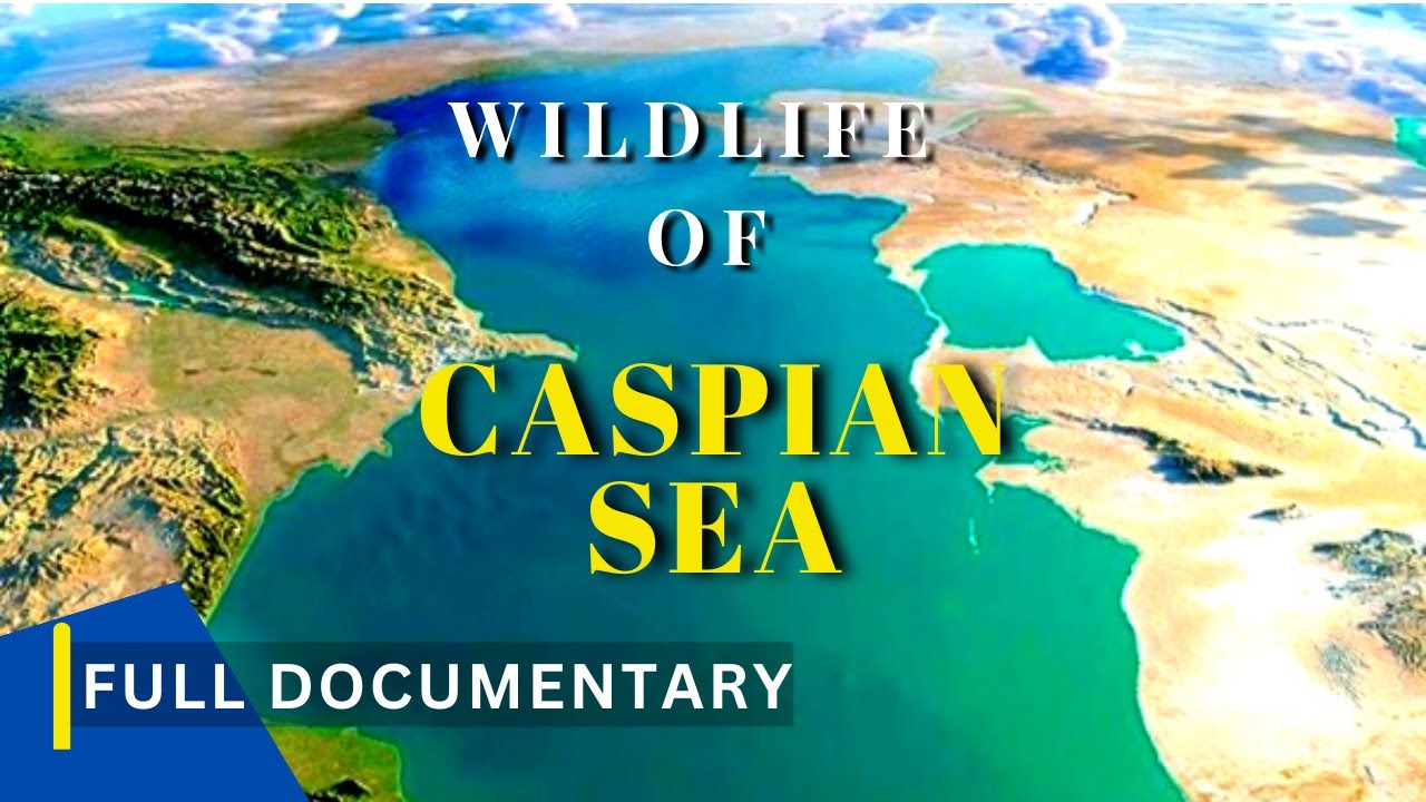 WILDLIFE of Caspian Sea Caspian Seal Documentary YouTube