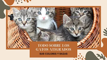 ¿Cómo se llama la raza de gato atigrado?