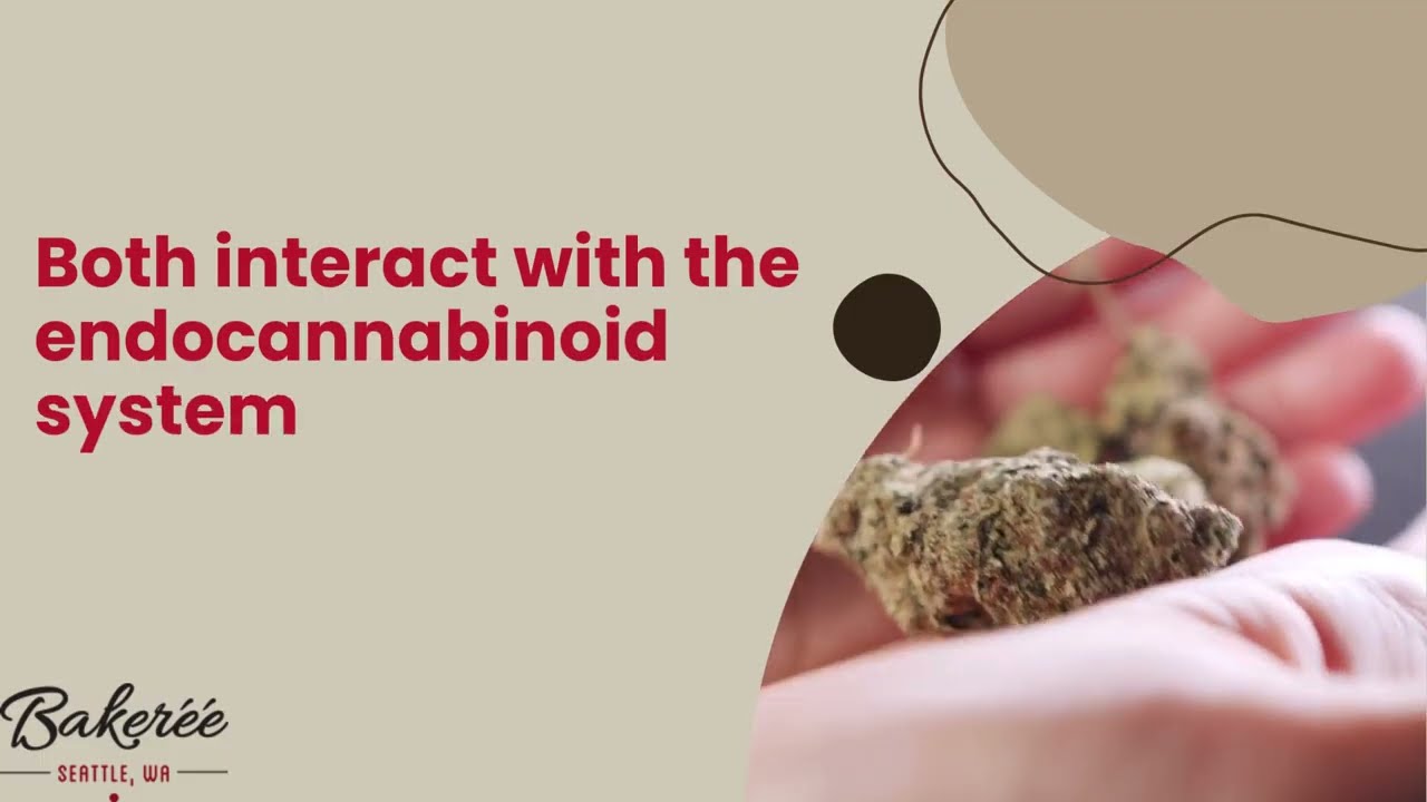 What's the Difference Between CBD and CBDA | The Bakeréé | +1 206 466 2936