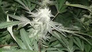 disco day 42
