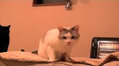 Nan Nan Back Undefined Skip Navigation Search Search Sign In Undefined Home Home Explore Explore Subscriptions Subscriptions Library Library History History Play All くるねこ 109 Videos 75 807 Views Last Updated On Sep 8 21 Show More ｙ