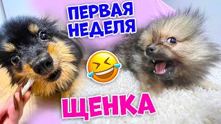 видео: наше утро с Щенком Моникой и Эльвирой картинка: наше утро с Щенком Моникой и Эльвирой
