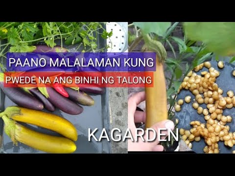 Video: Pag-aani ng Binhi - Paano Mangolekta ng Mga Buto ng Bulaklak Sa Hardin