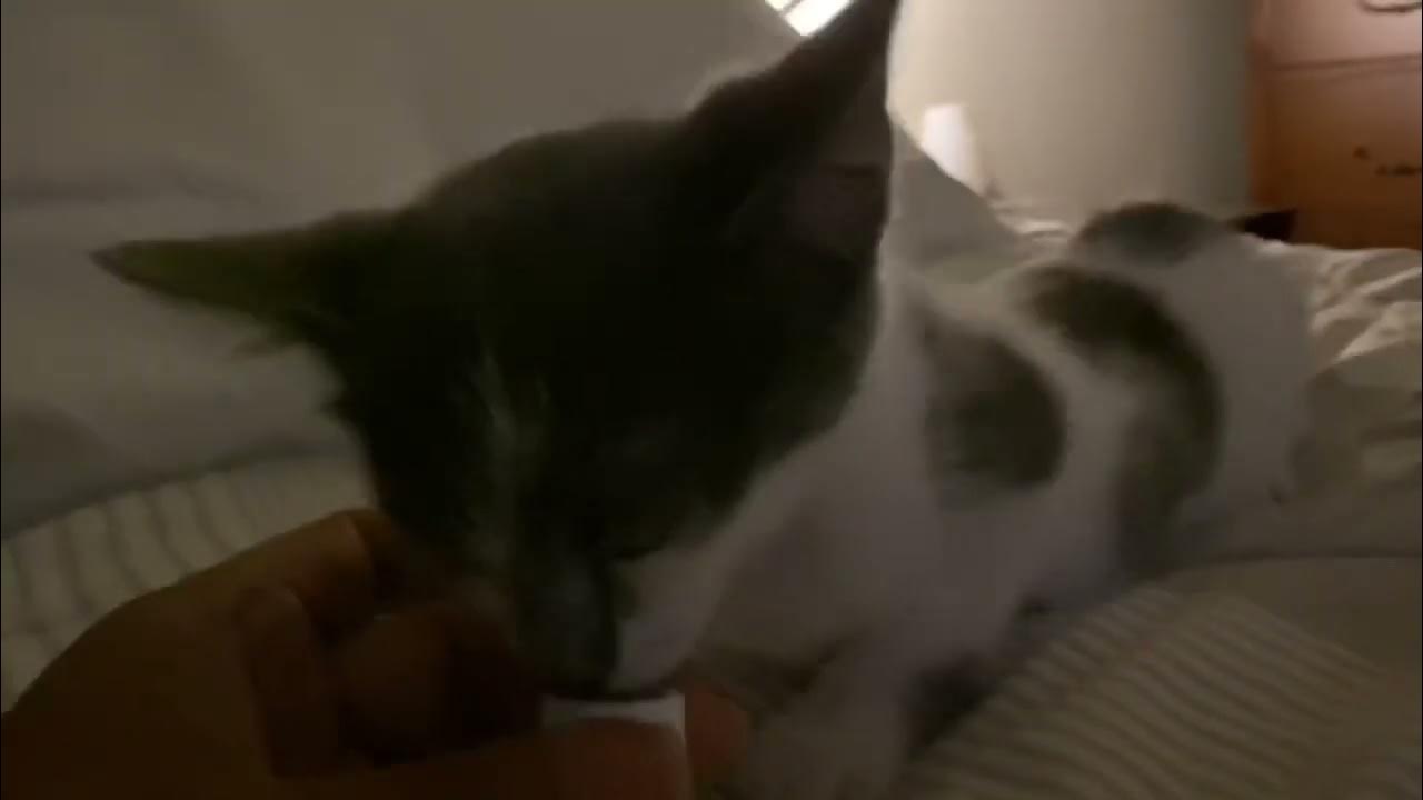Do they make pacifiers for cats? Cute kitten sleeping YouTube