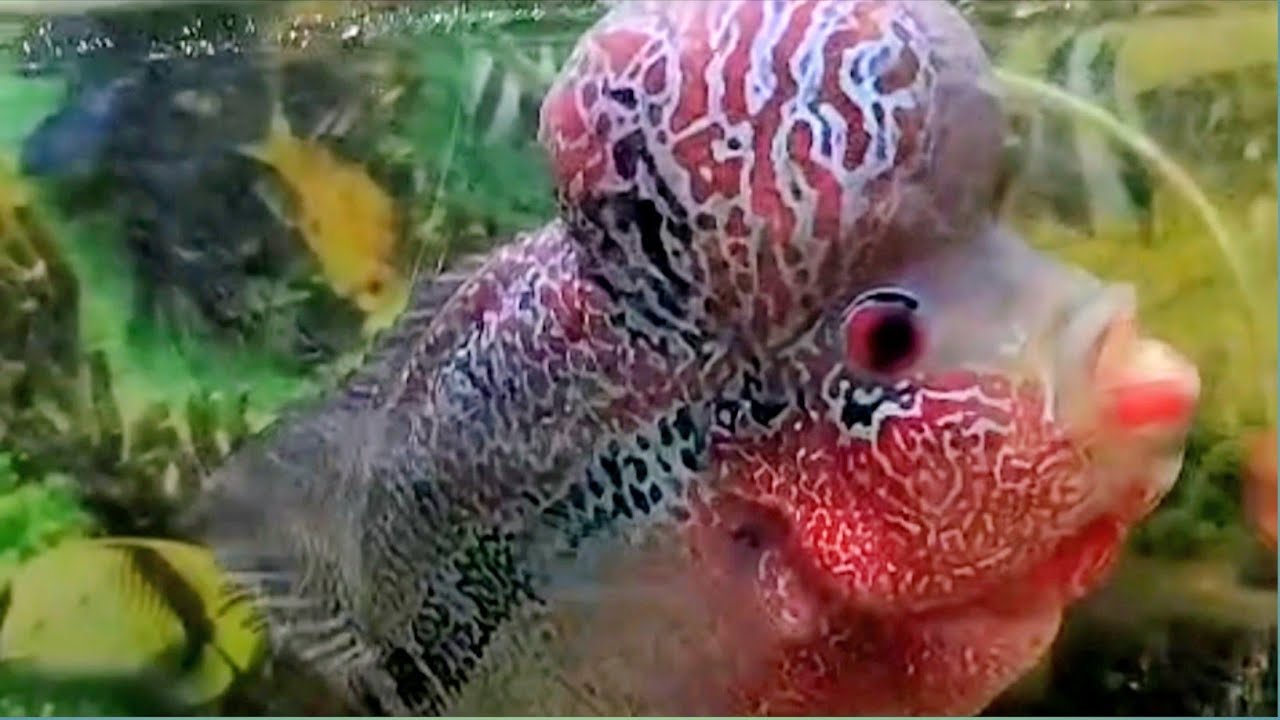 Giant Flowerhorn Fish 😱 | இவ்வளவு பெரிய Flowerhorn பார்த்திருக்கீங்களா?