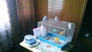 ПОПУГАИ  НАПУГАЛИ гали гали ~ Budgerigars )))