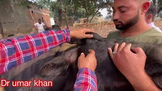 Treatment of anorexia l treatment of pneumonia l treatment of fever in cow & buffalo l dr umar khan