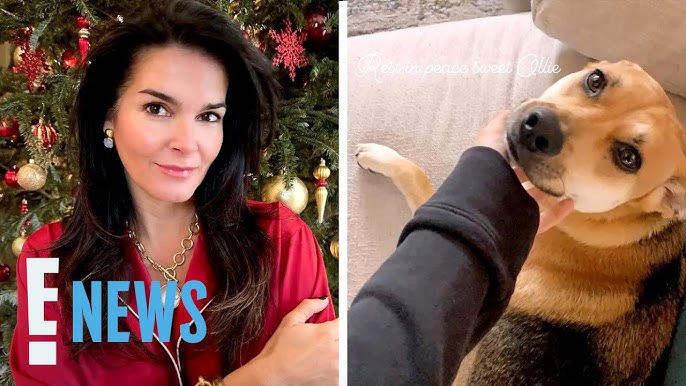 New Details Surrounding Angie Harmon S Dog Being Killed By A Delivery Driver