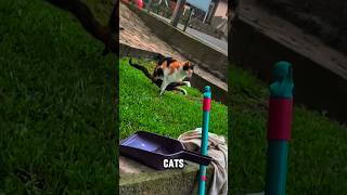 Cats Bury Their Poop for THIS Ancient Reason!