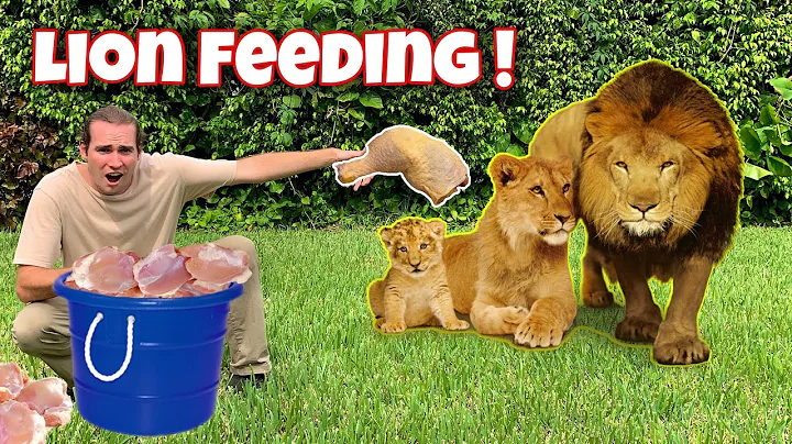 FEEDING the LION PRIDE ! NEW BORN CUB ?!
