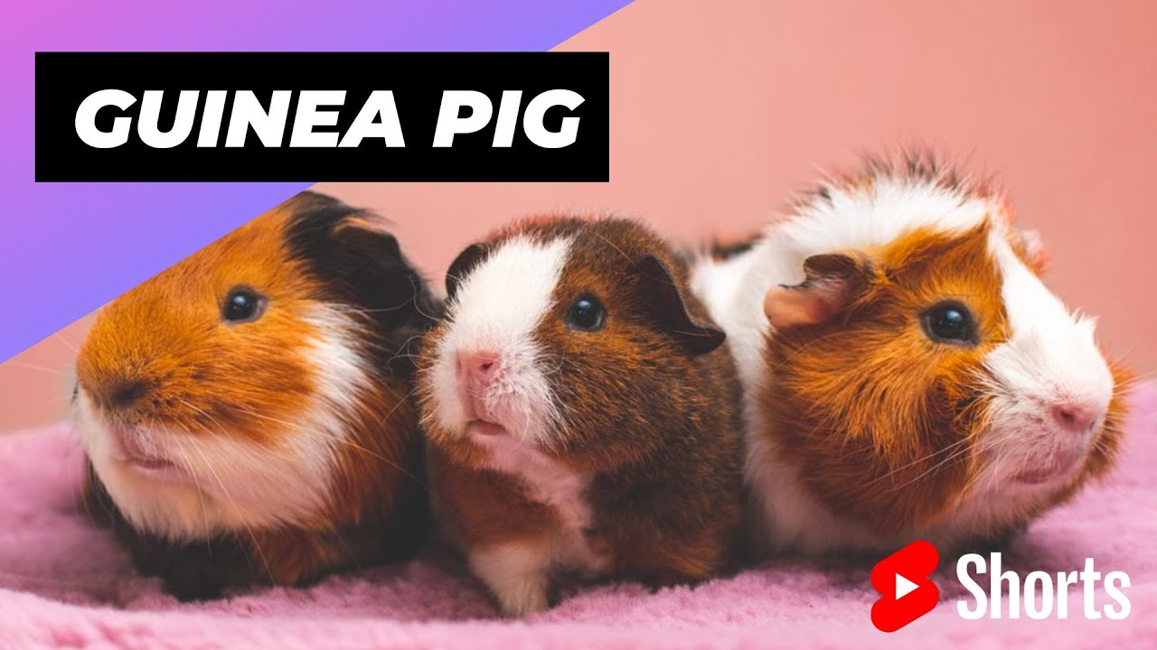 ⁣Guinea Pig 🐹 One Of The Best Alternative Pets #shorts