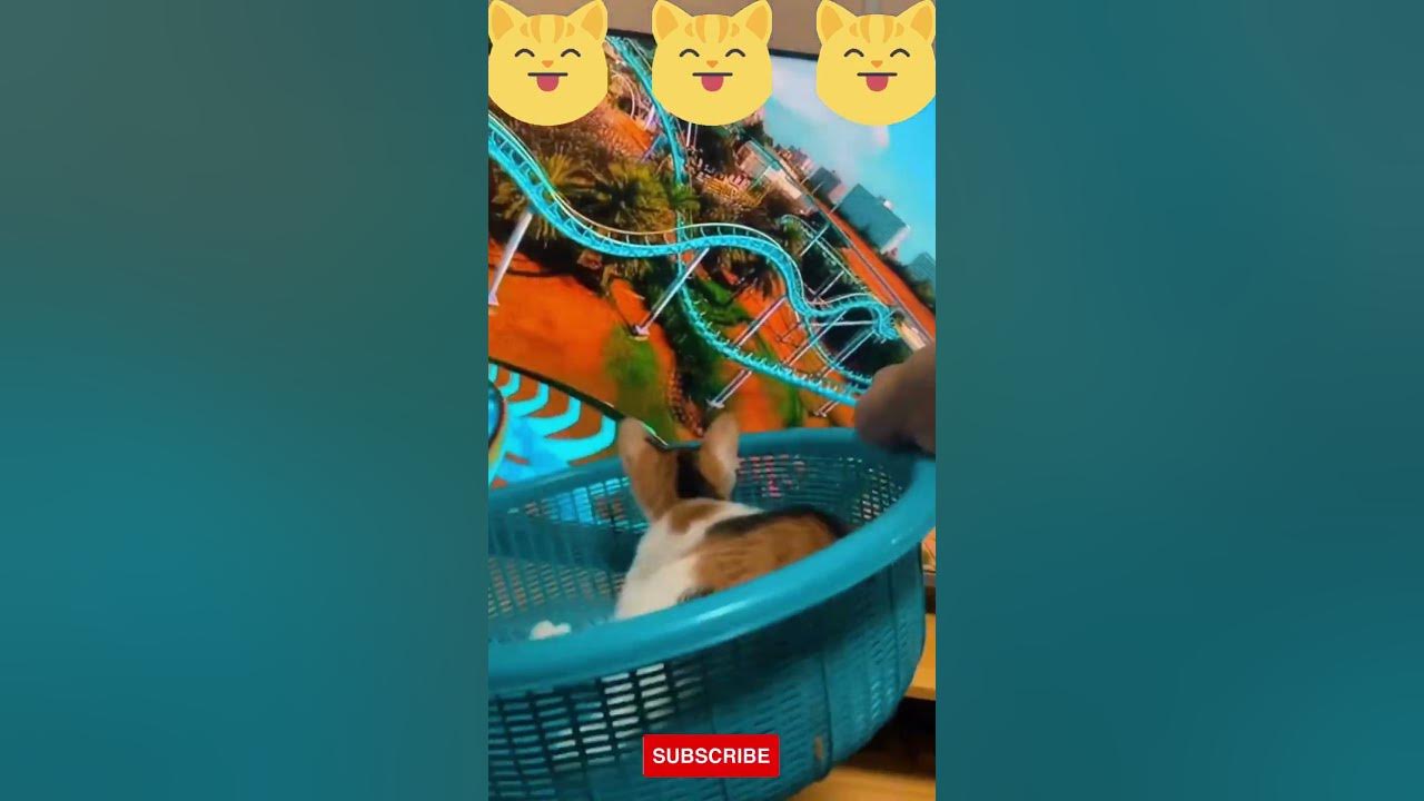 watch-this-cat-ride-a-roller-coaster-like-a-pro-shorts-youtube