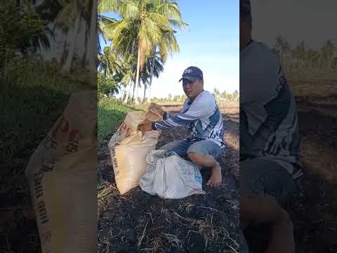 Paraan sa Pag TANIM ng Palay sa Panahon ELNino.