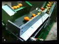 automatic orange packing machine
