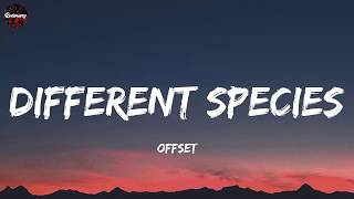 Offset - Different Species (Lyrics)