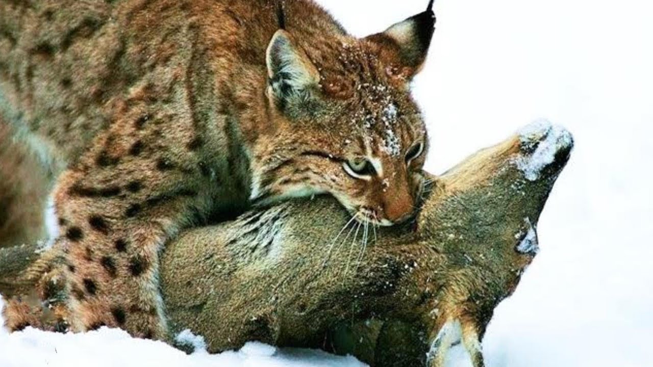 Пища рыси. Обыкновенная Рысь Lynx Lynx. Рысь обыкновенная на охоте. Рысь обыкновенная питание. Рысь обыкновенная ест.