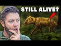 Why I Believe The Tasmanian Tiger Is Still Alive...