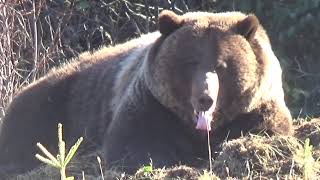 Huge grizzly bear guards its carcass along a busy highway in Alberta. 