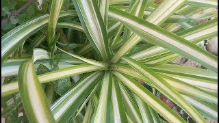 كيفية إكثار نبات العنكبوت، و نصائح للعناية به spider plant -  الفلانجيوم- Chlorophytum comosum