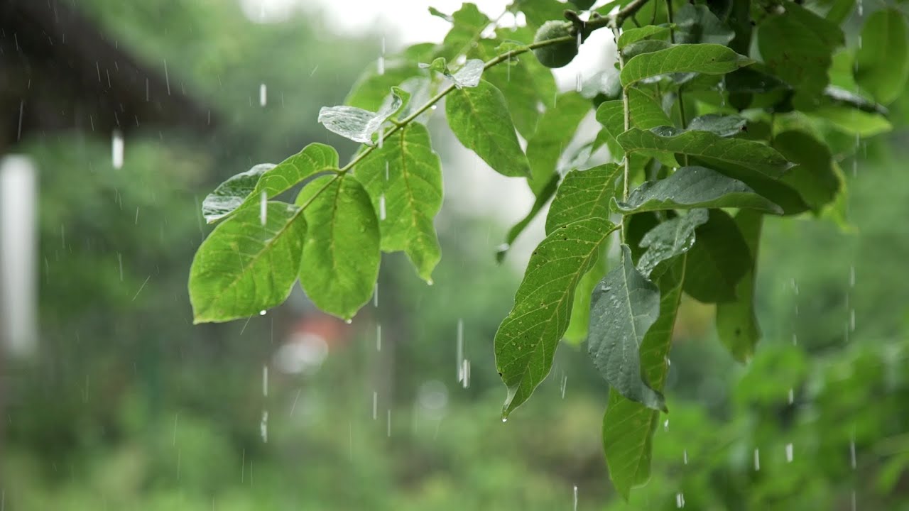 💧 Relaxing Atmosphere of Raindrops Falling on the Leaves of Plants to get to Sleep more Easily.