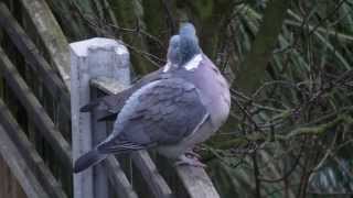 Wood pigeons (HD)