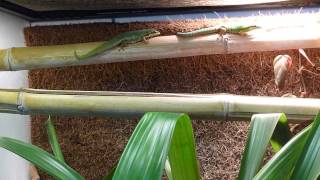Phelsuma Cepediana Pair Negotiating Place In Basking Spot