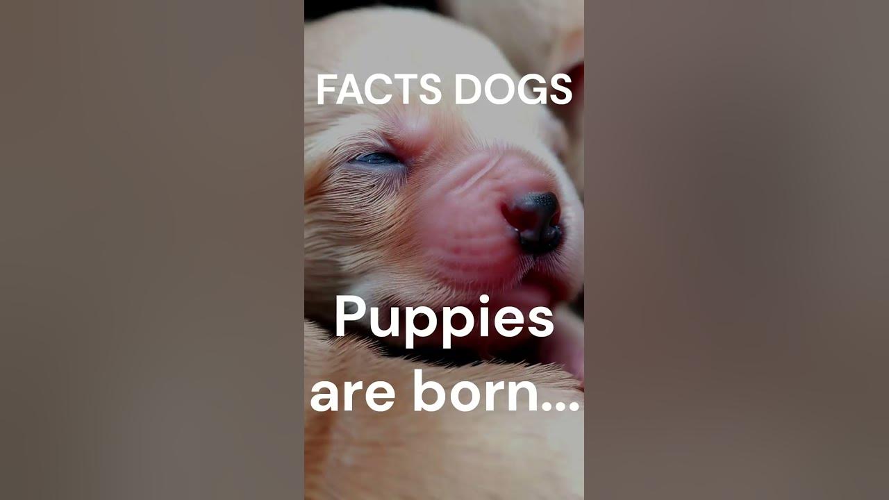 FACTS DOGS WHAT IS THE DOG'S VISION AND HEARING LIKE WHEN BORN?...#dog