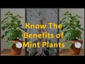 Mint magic  cultivating joy and flavormint plants environment youtube