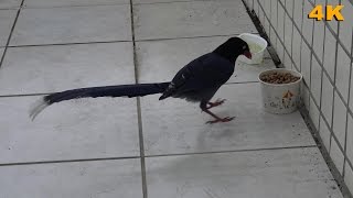 Taiwan Blue Magpie:National Bird of Taiwan R.O.C |不需上山,在家裡即可觀賞台灣藍鵲 : 中華民國國鳥 ( 2016 Ultra HD 4K HDR )