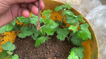 Kết quả nhân giống hoa cúc cổ Sơn La sau 13 ngày