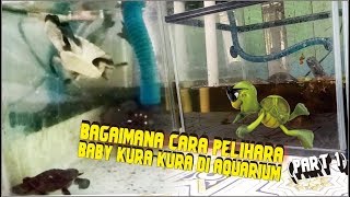 PELIHARA BABY KURA-KURA DI AQUARIUM (PART 1)