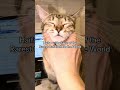 Haifa The Face Of The Rarest Cat Breed In The World 